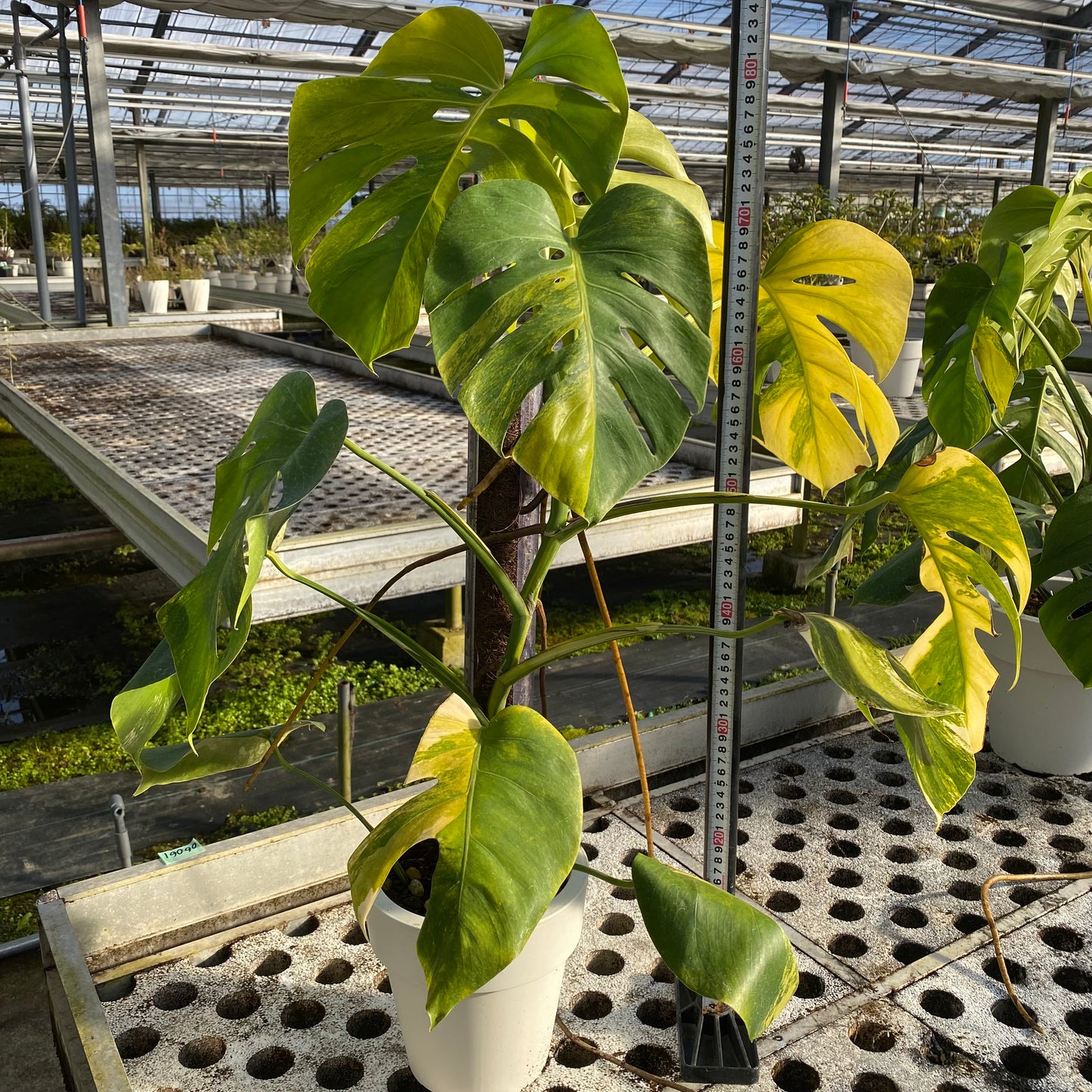 06061 モンステラ オーレア 6号鉢 ねこ型登り棒50cm仕立て