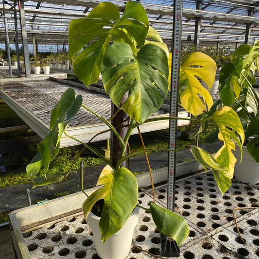 06061 モンステラ オーレア 6号鉢 ねこ型登り棒50cm仕立て