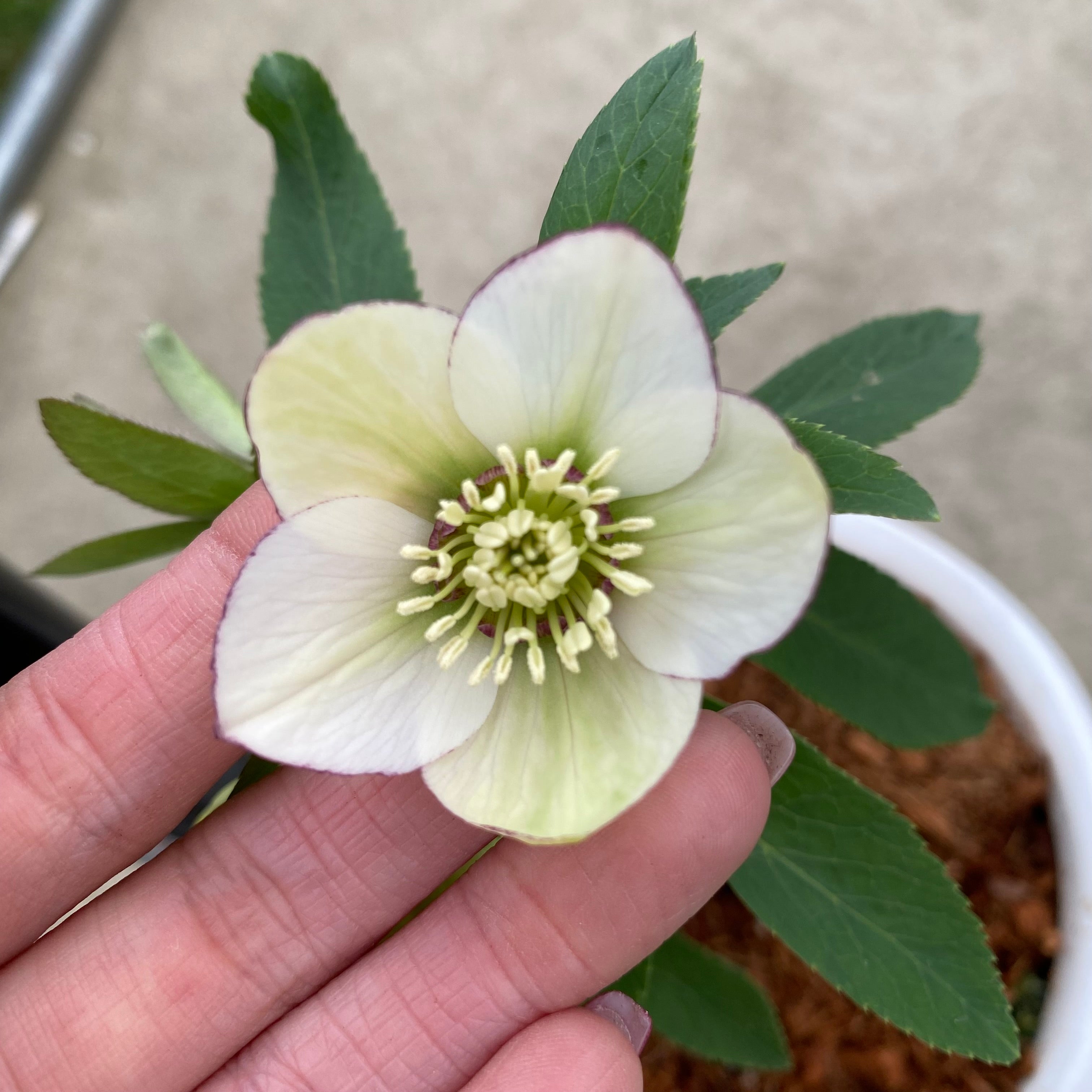 ☆10万人突破記念 No.28004 クリスマスローズ 5号花郷園さんオリジナル