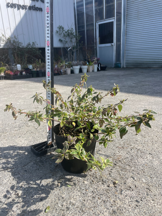 No.06008 岡本緑花 アベリア ヴェルデブーケ 5号苗ポット