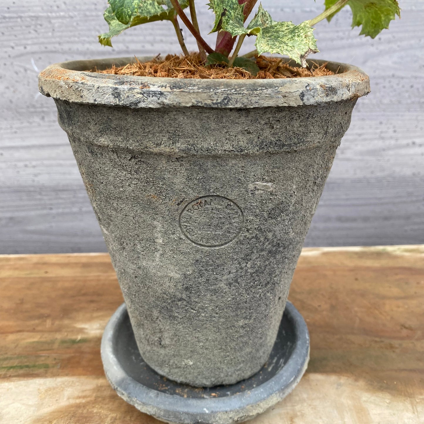 クリスマスローズ アーグチフォリウススターダスト キューガーデンポットグレー