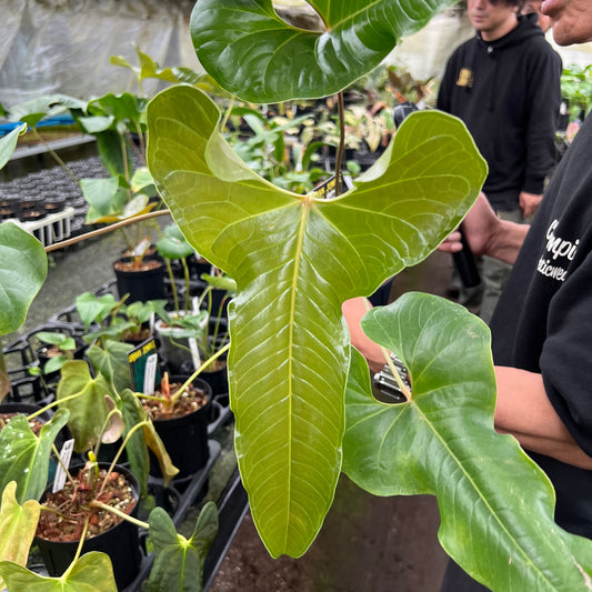 URBAN JUNGLE特集★U48 アンスリウム spコンドール