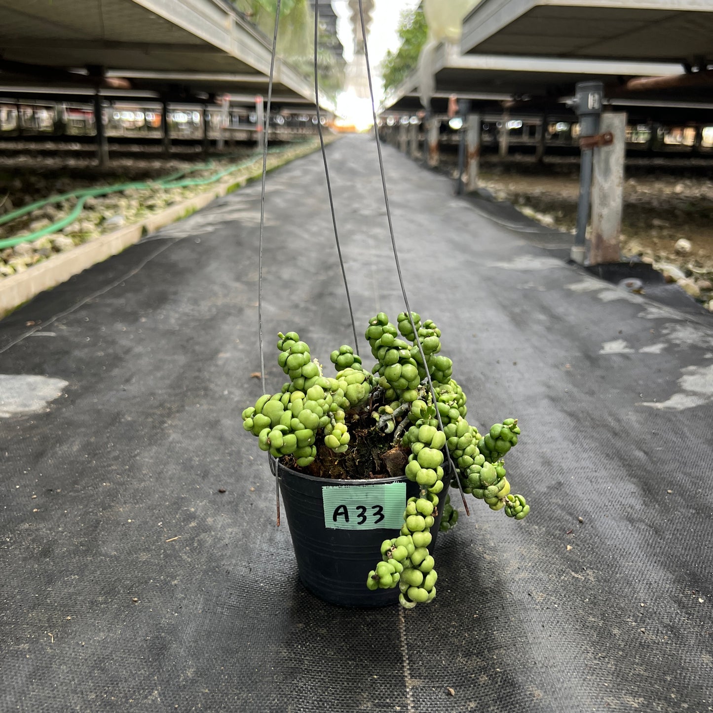 AMAZON★A33 ディスキディア ヌンムラリア イデアミヌブ