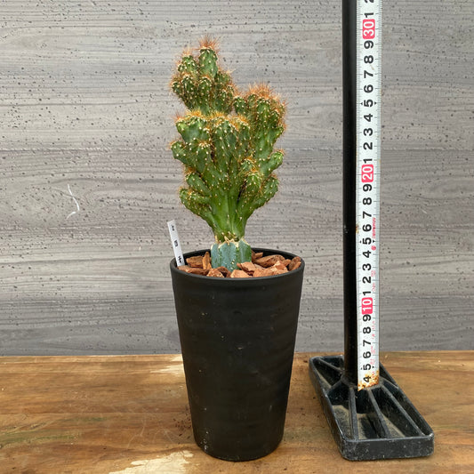 市場仕入れ即売会 No.25056 サボテン接ぎ木B 3号鉢