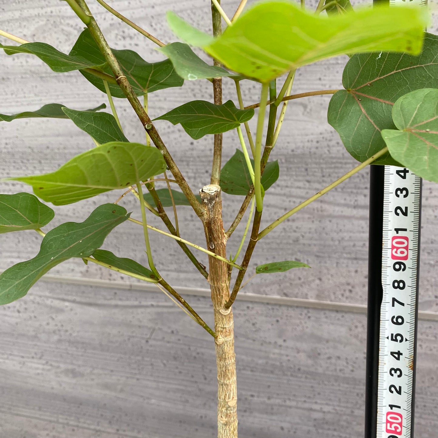 市場仕入れ即売会 No.25067 フィカス ペティオラリス 7号鉢