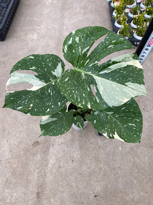 即売会 No.27045 モンステラ タイコンステレーション 4号鉢