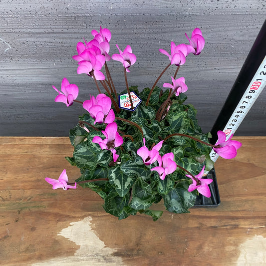 市場仕入れ即売会 No.25013 シクラメン プリティカーブ ピンク 5号鉢