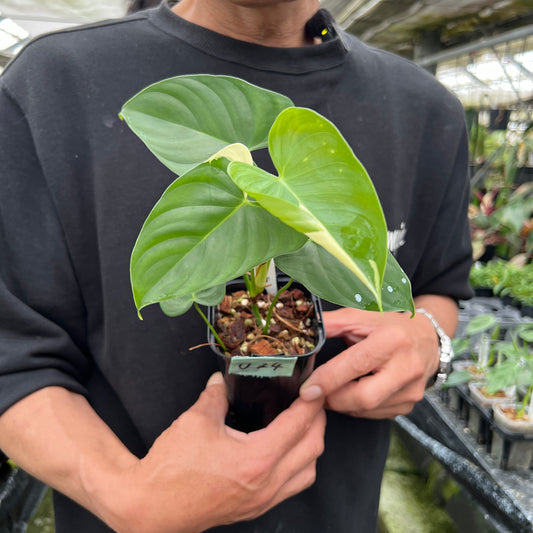 URBAN JUNGLE特集★U24 フィロデンドロン ハースレオニガス斑入り 2号鉢