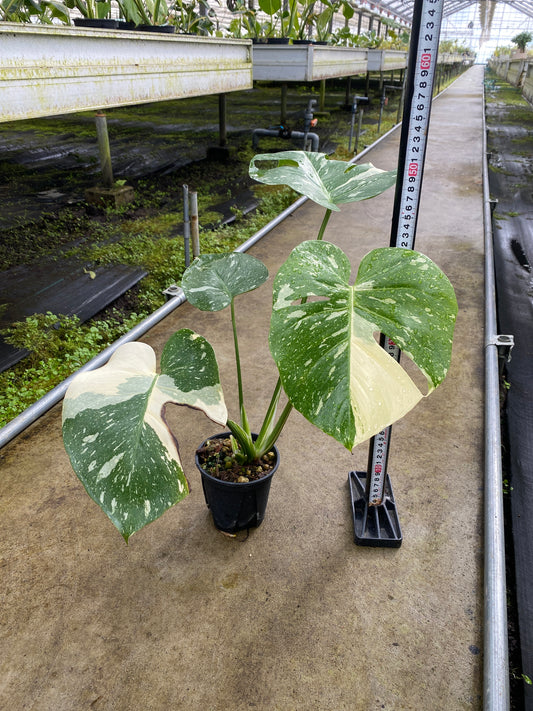 農場創業祭 No.26170 モンステラ タイコンステレーション 3号鉢