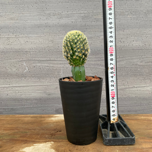 市場仕入れ即売会 No.25055 サボテン接ぎ木A 3号鉢