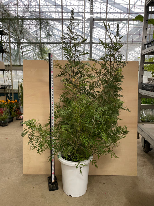 No.25001 グレビレア ピーチアンドクリーム 8号鉢