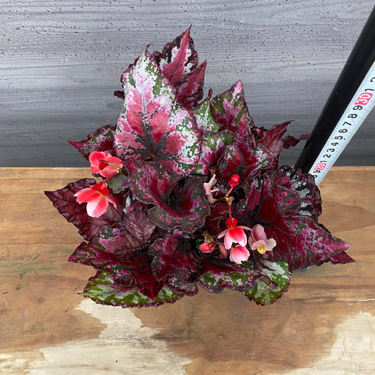 市場仕入れ即売会 No.25012 レックスベゴニア エンバー 4号鉢