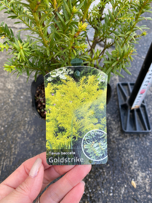 農場創業祭 No.26023 ヨーロッパイチイ ゴールドストライク 5号苗ポット