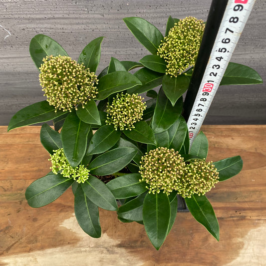 市場仕入れ即売会 No.25070 深山スキミア フレグラントクラウド 3.5号鉢