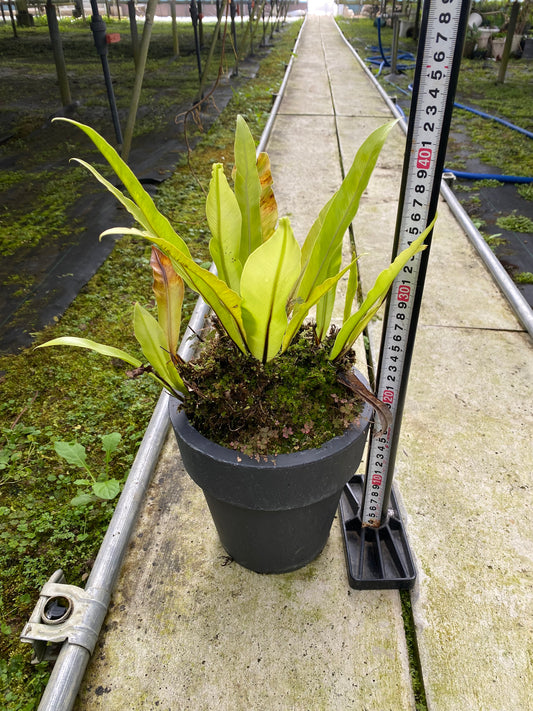 農場創業祭 No.26133 タニワタリ 6号おすすめ黒ポット