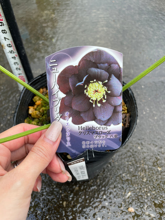 M35 クリスマスローズ ブラック八重 4.5号苗ポット