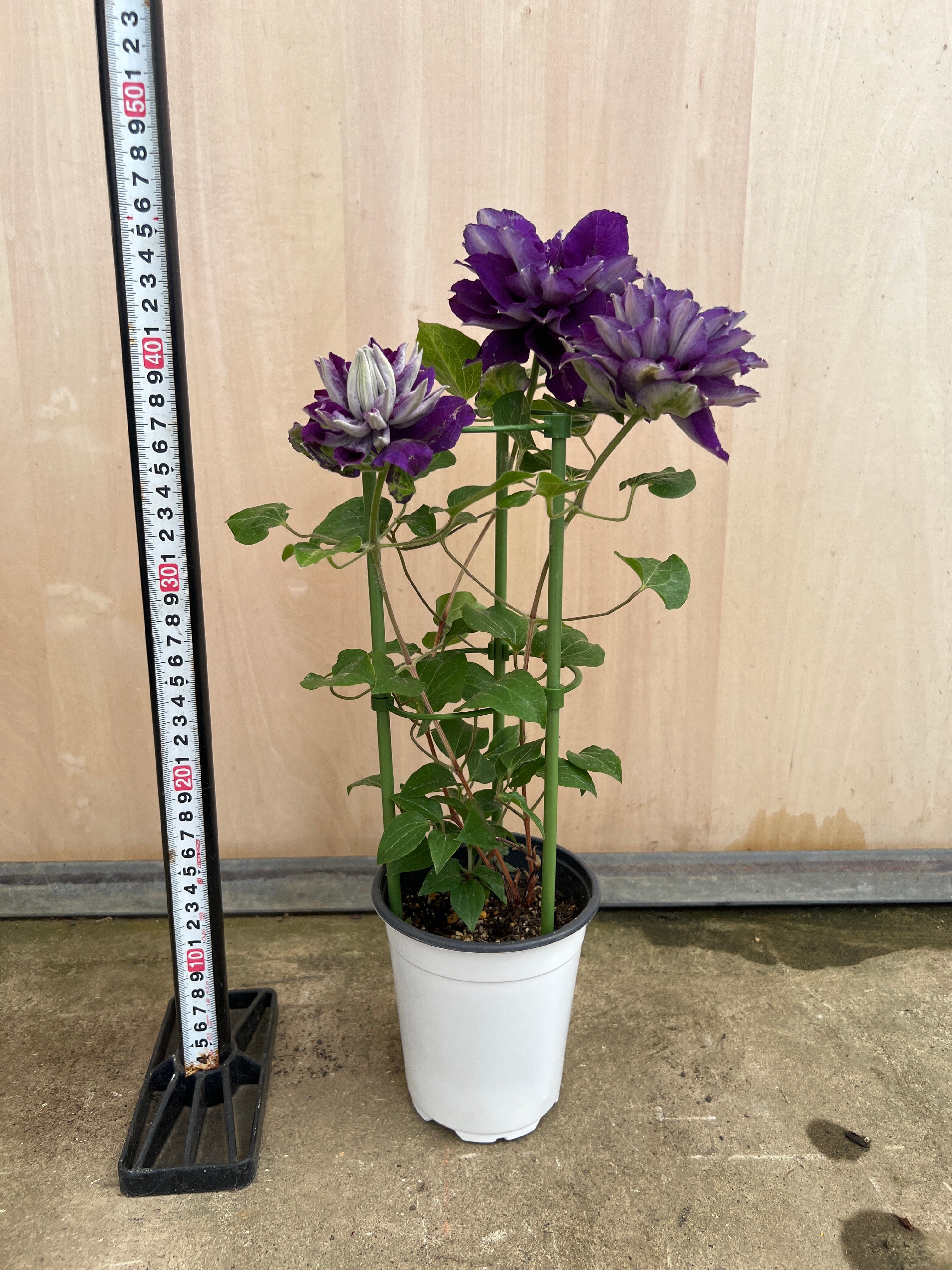 No.15009 八重咲き クレマチス 新紫玉 4号鉢 – 植物家族