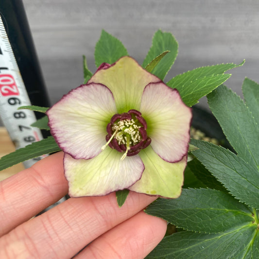 No.09045 クリスマスローズ07 4号苗ポット