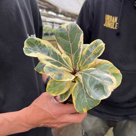 URBAN JUNGLE特集★U39 フィカス カシワバゴム斑入り 3号鉢