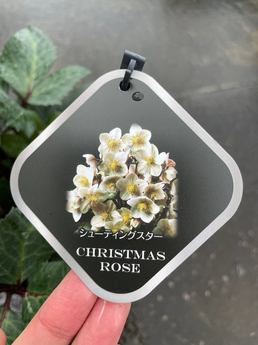 M51 クリスマスローズ シューティングスター 5号鉢