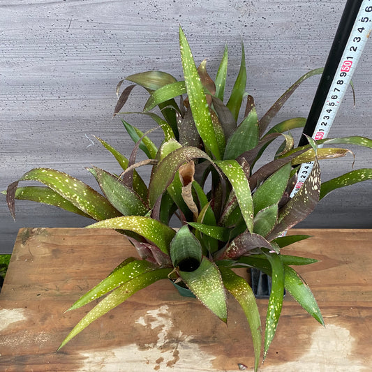 市場仕入れ即売会 No.25028 ビルベルギア アモエナ 3.5号鉢