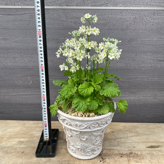 No.19020 プリムラ ウインティー ライムグリーン ホワイトプラ鉢