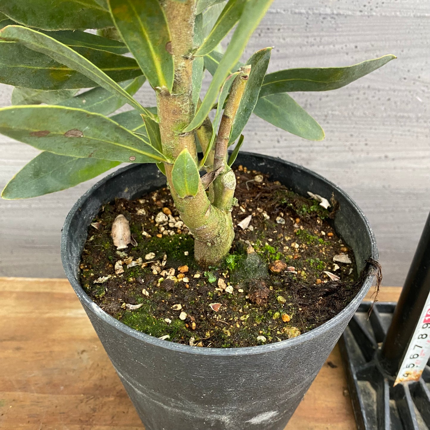 市場仕入れ即売会 No.25080 プロテア スザーラ 5号鉢