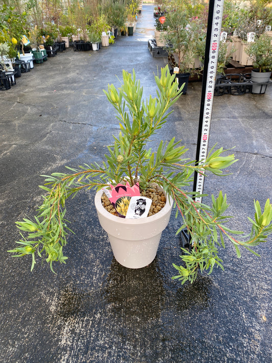 農場創業祭 No.26010 リュウカデンドロン イエローデビル 7号オリジナルベージュポット