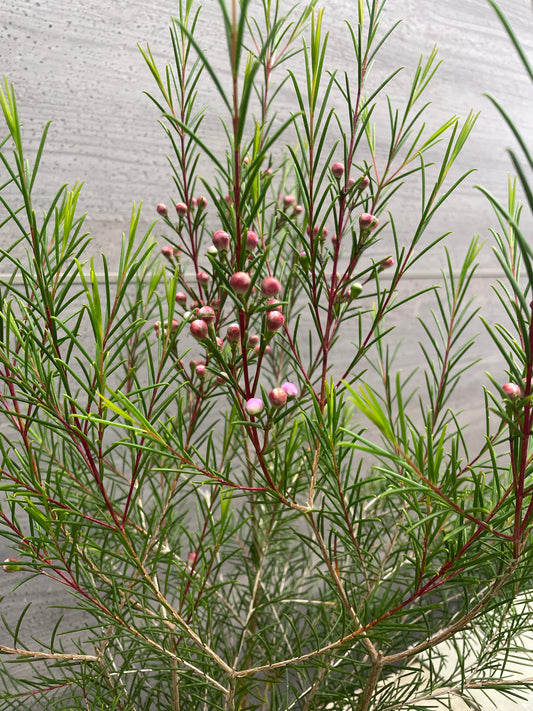 No.10031 ワックスフラワー 5号鉢