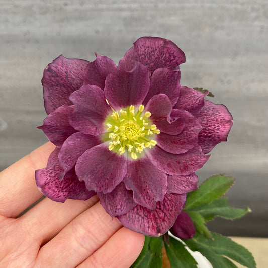 No.12041 クリスマスローズ 花郷園さんオリジナル5号陶器鉢