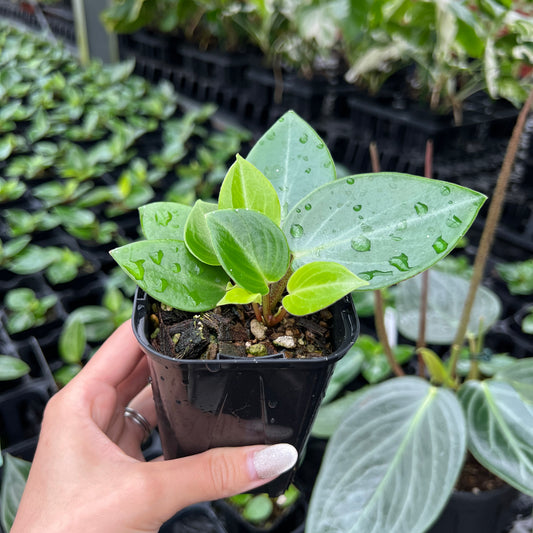 URBAN JUNGLE特集★U11 ペペロミア マクローサ 2号鉢