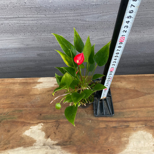 市場仕入れ即売会 No.25046 アンスリウム 2.5号苗ポット