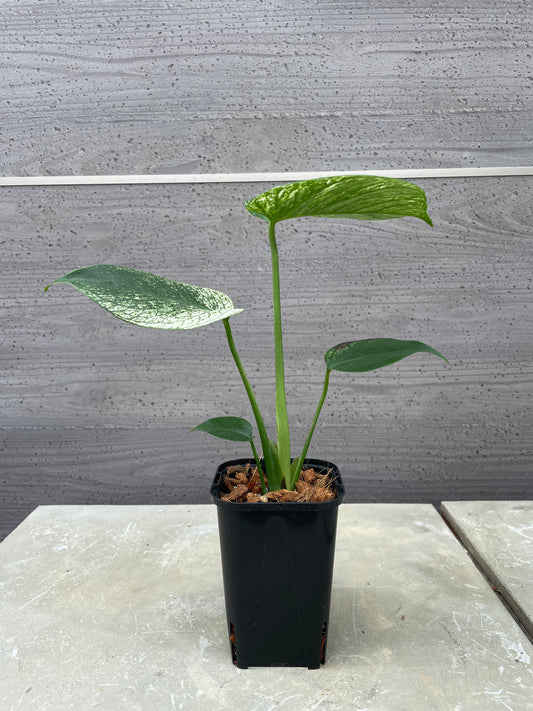 モンステラ デビルモンスター ねこチップ植替え済
