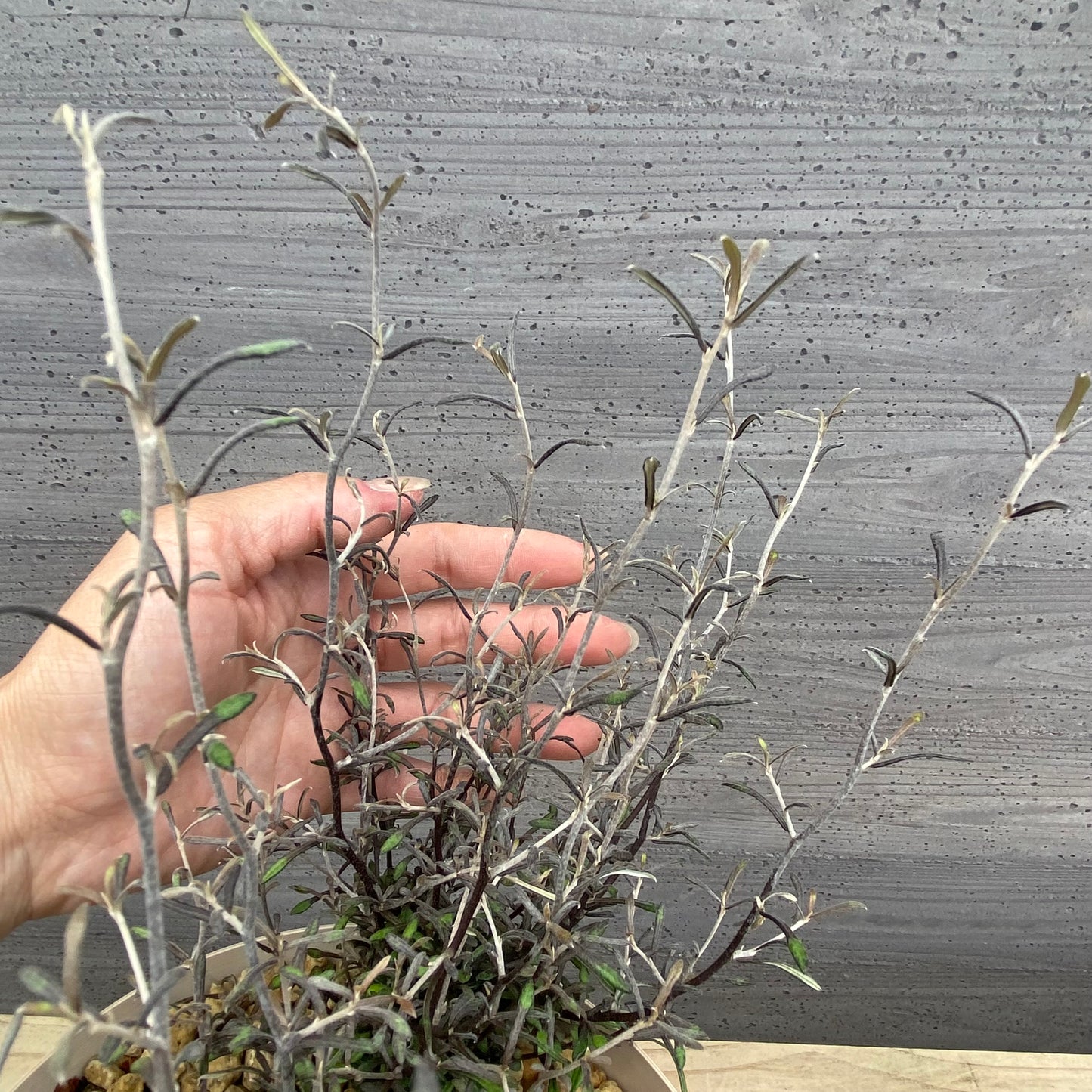 コロキア コトネアスター 6号スリット鉢/オリジナル色