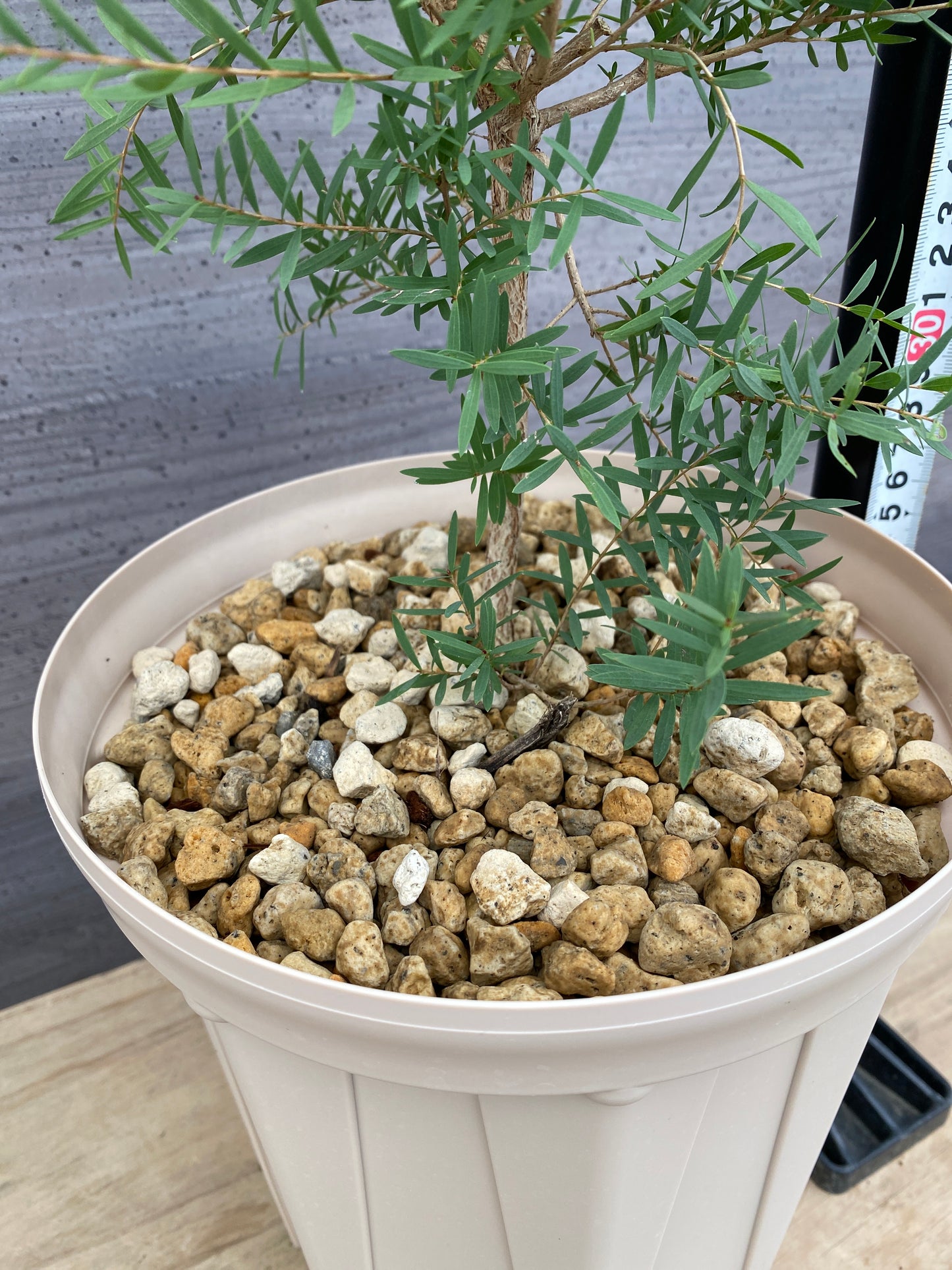 メラレウカ レッドジェム 7号スリット鉢/オリジナル色