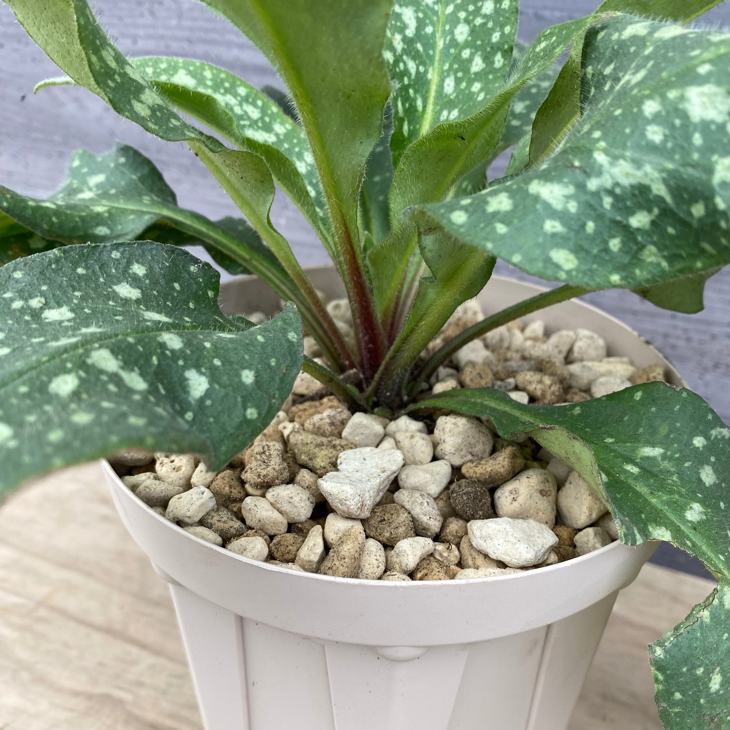 社長植栽★ プルモナリア ピンクブルー 5号スリット鉢/オリジナル色