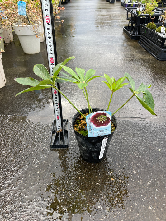 M27 クリスマスローズ リバーシブル 4.5号苗ポット