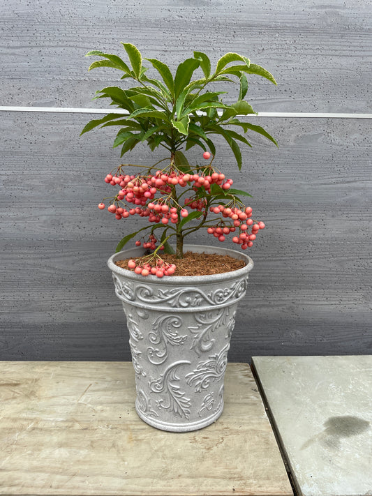 万両 ピンク(プラスチック鉢)