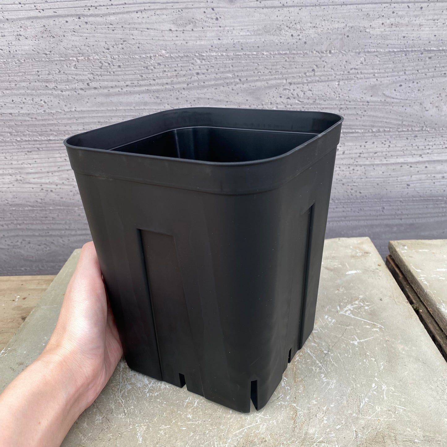 6号 プレステラ 黒 5鉢セット