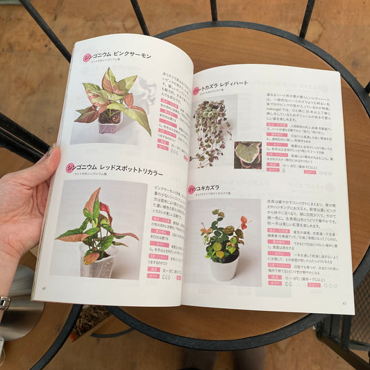 「inakougei」inaちゃんが育てた”ミニ観葉植物”でおしゃれプランティング