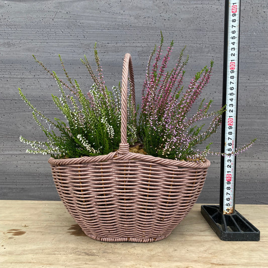 社長植栽★ カルーナ ガーデンガールズ4ポット寄せ植え 手付きバスケットピンク