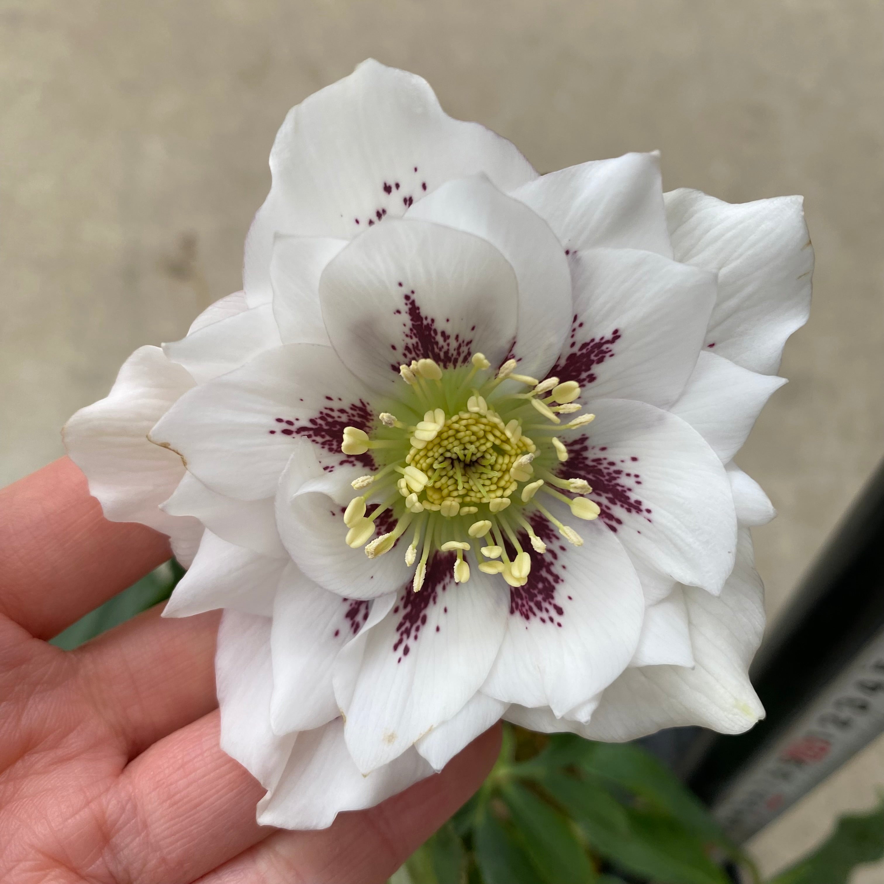 20074 クリスマスローズ ダブル咲き 3.5号苗ポット – 植物家族