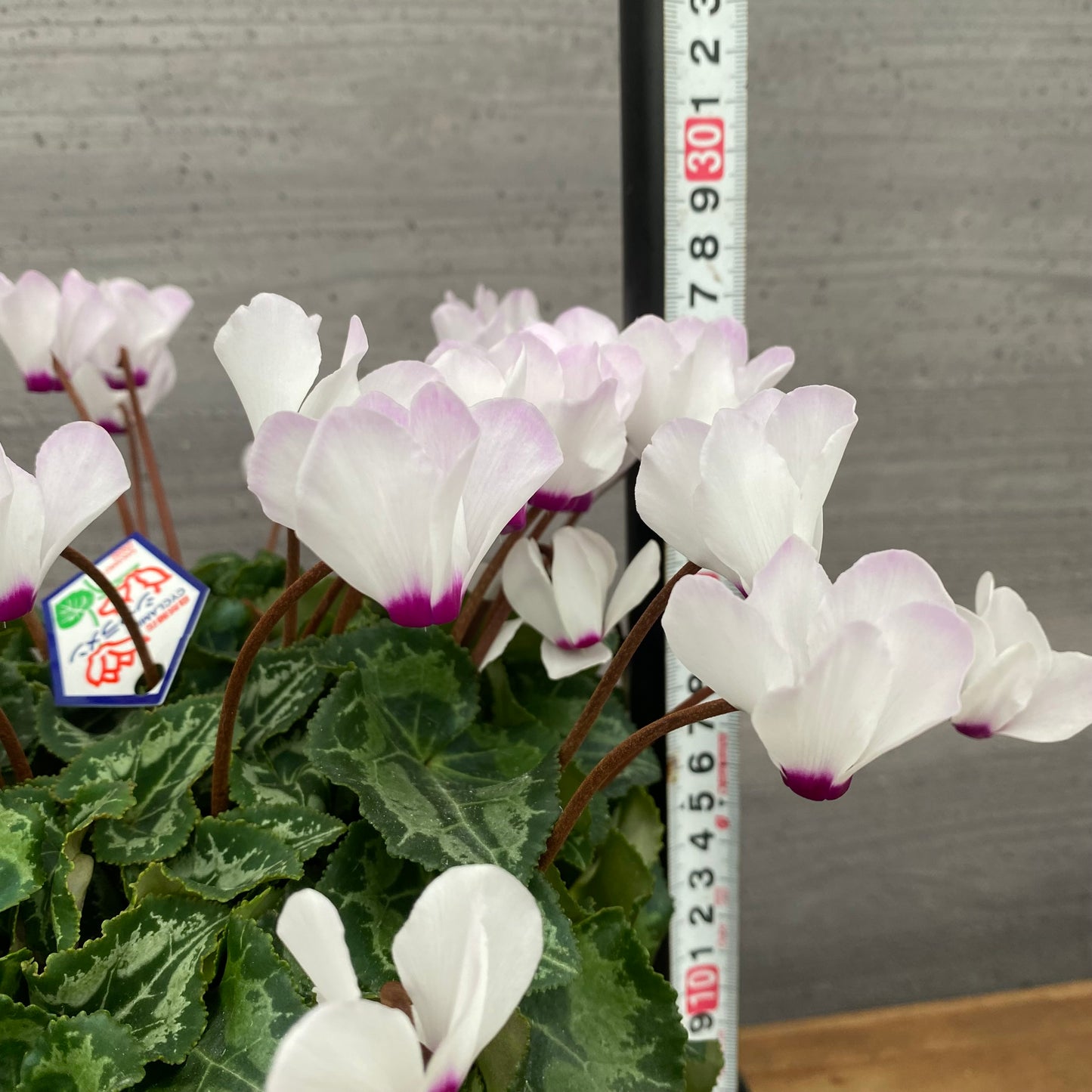 市場仕入れ即売会 No.25015 シクラメン プリティカーブ 白 5号鉢