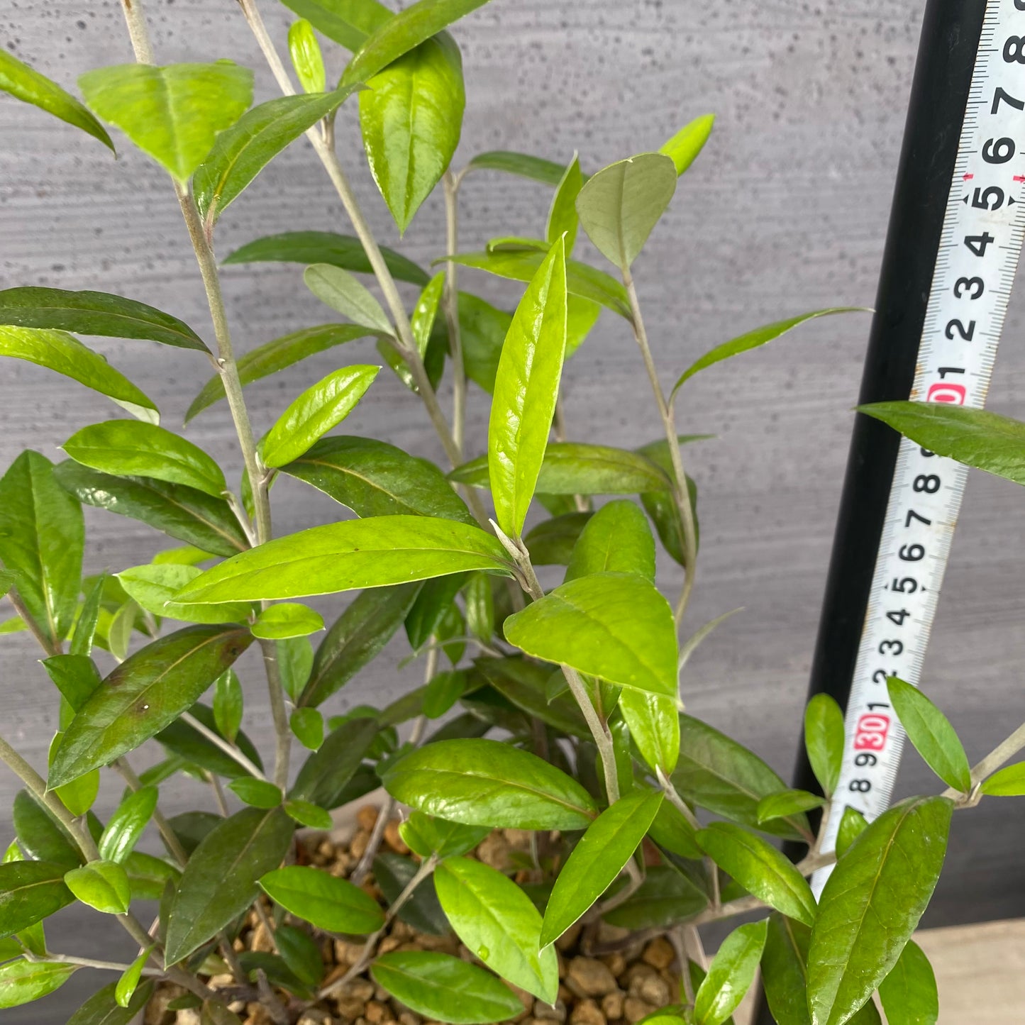 コロキア ジーンティーズジャイアント 6号スリット鉢/オリジナル色