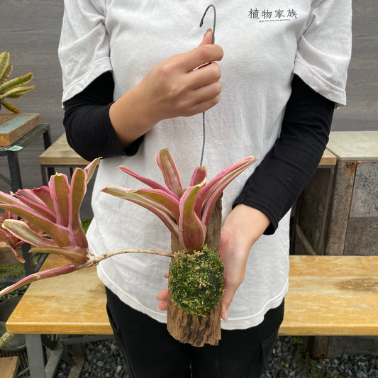 No.26023 ネオレゲリア 流木仕立て