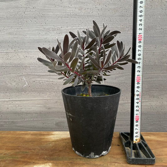 市場仕入れ即売会 No.25079 リュウカデンドロン デュリフ 5号鉢