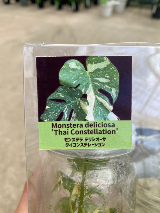 No.28002 モンステラ タイコンステレーション 苗キット