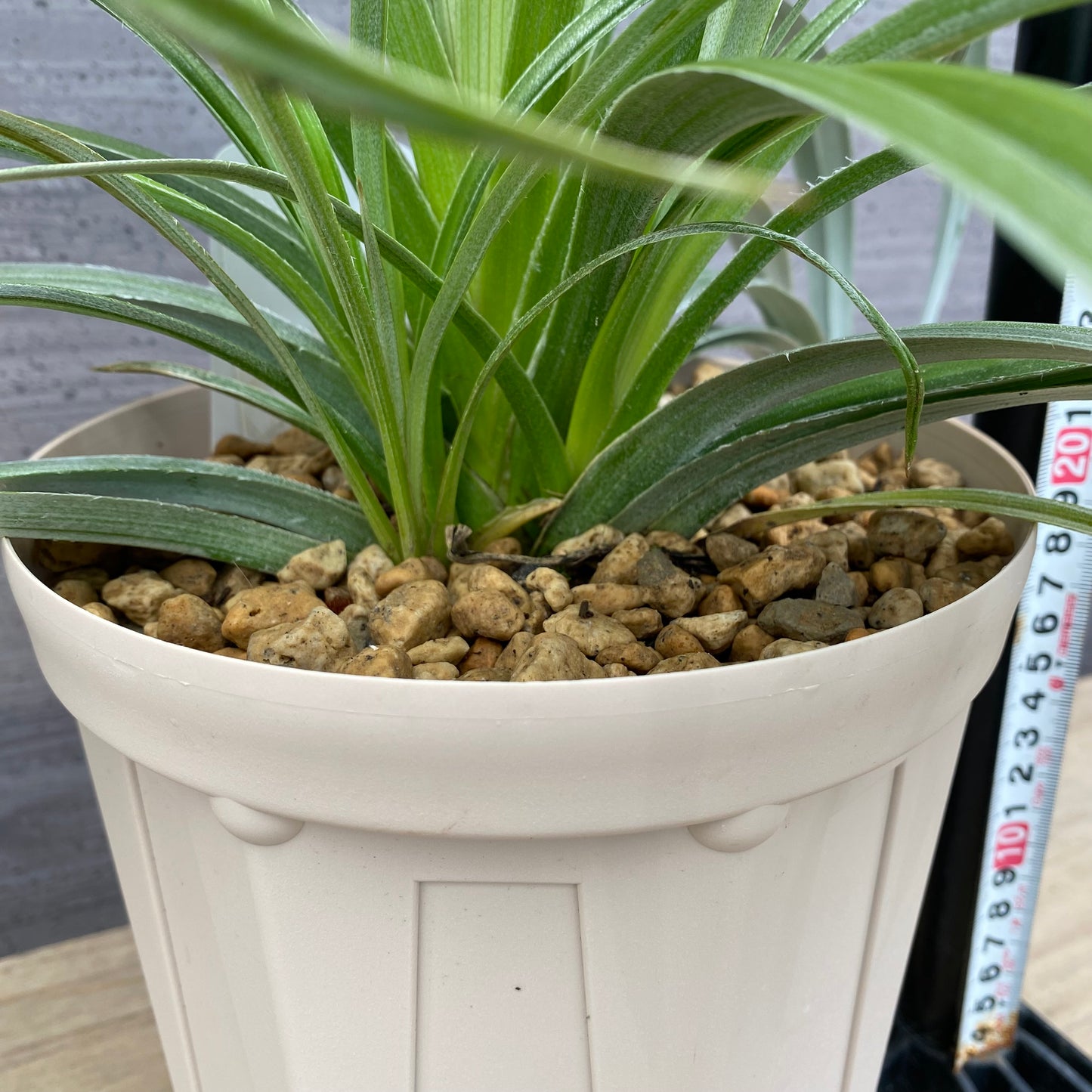 アステリア シルバーシャドウ 6号スリット鉢/オリジナル色