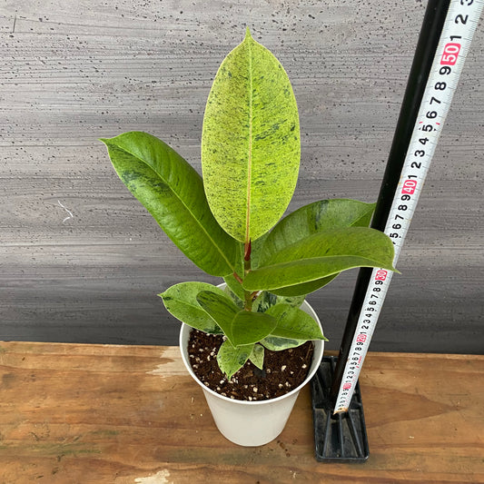 市場仕入れ即売会 No.25019 フィカス ジン 5号鉢 白