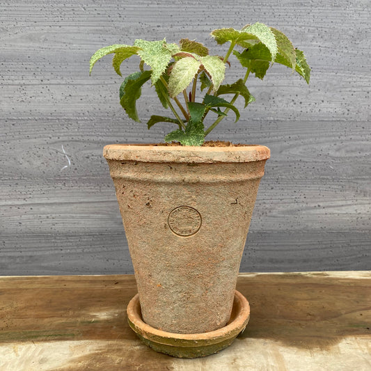 クリスマスローズ アーグチフォリウススターダスト キューガーデンポットレッド